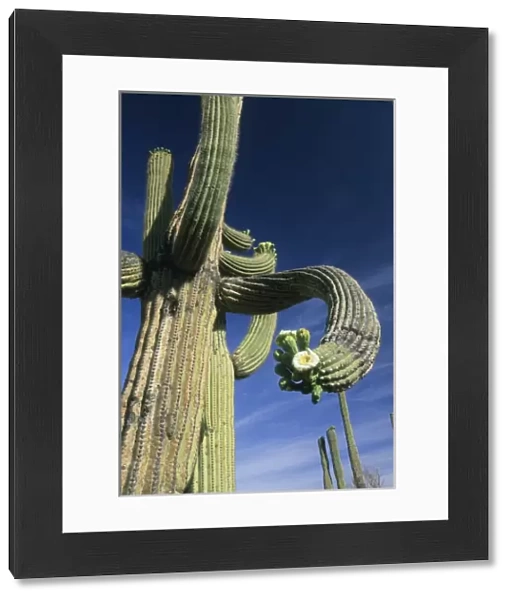 USA, Arizona, Giant Saguaro Cactus, (Carnegiea gigantea) Saguaro National Park, Tucson area