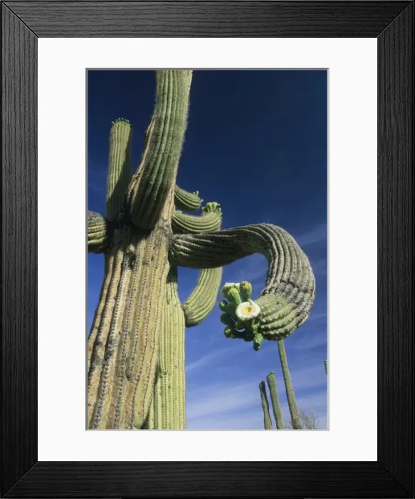 Framed Print : USA, Arizona, Giant Saguaro Cactus, (Carnegiea gigantea) Saguaro National Park, Tucson area Framed Print : USA, Arizona, Giant Saguaro Cactus, (Carnegiea gigantea) Saguaro National Park, Tucson area