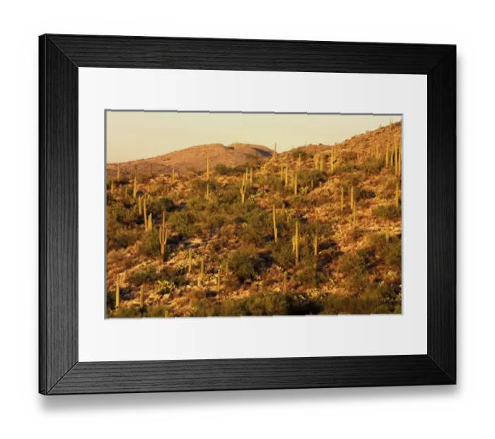 Framed Print : North America, USA, Arizona, Sonoran Desert National Park. Saguaro Cactus (Carnegia
