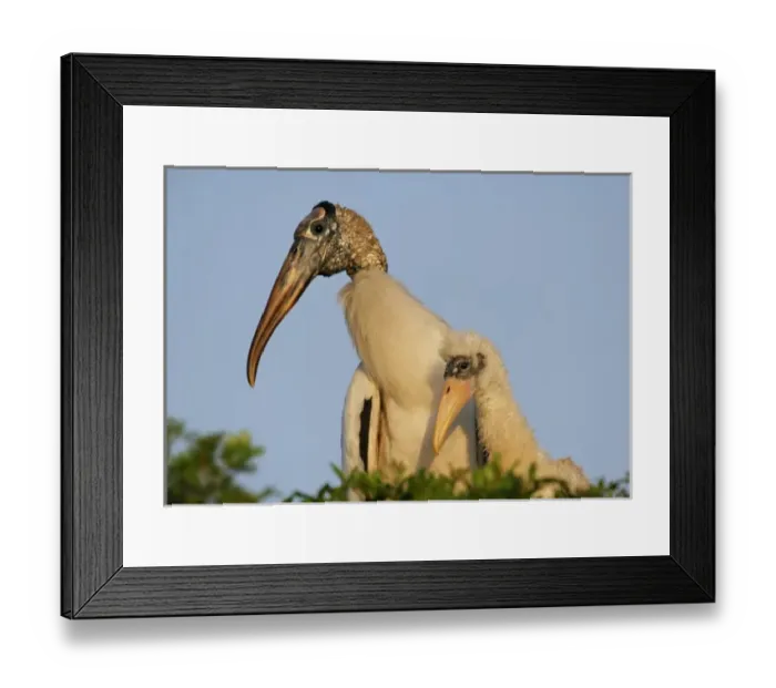 Framed Print : USA, North America, Florida