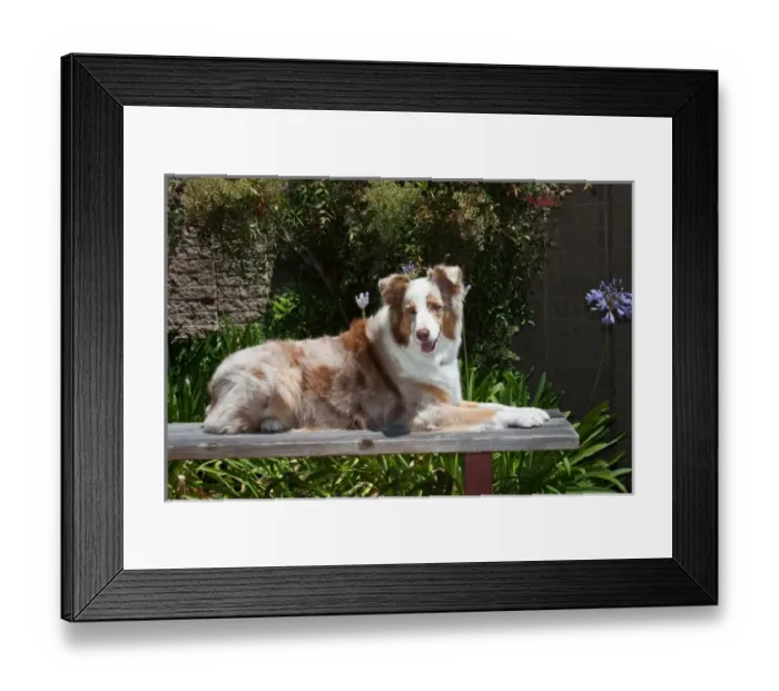 Framed Print : Australian Shepherd Framed Print : Australian Shepherd