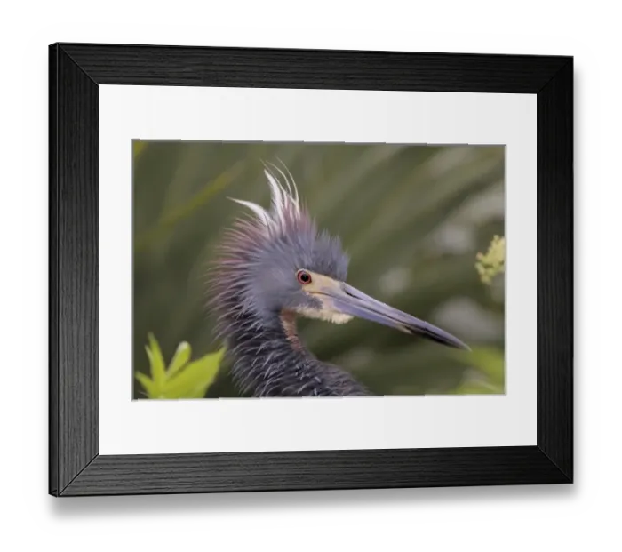 Framed Print : USA, North America, Florida Framed Print : USA, North America, Florida