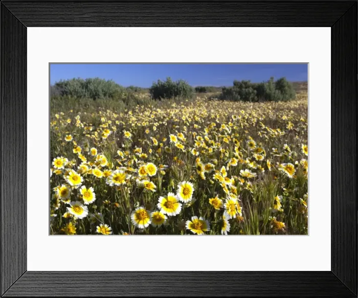 Framed Print : USA, North America, California Framed Print : USA, North America, California