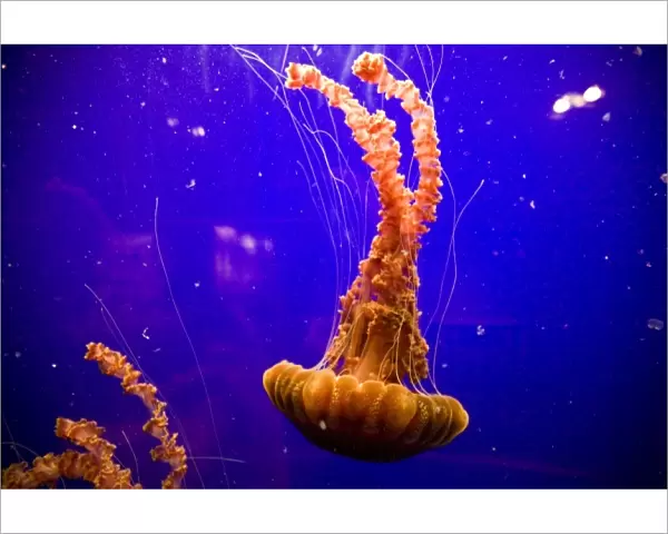 Sea Nettles (Chrysaora fuscescens) on display at the Monterey Bay Aquarium - Monterey