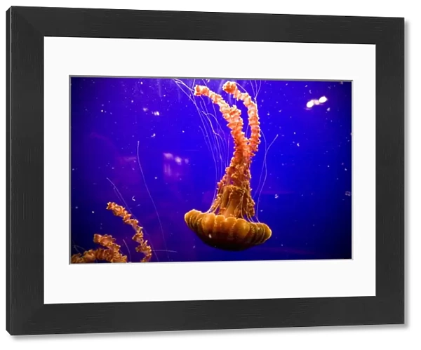 Sea Nettles (Chrysaora fuscescens) on display at the Monterey Bay Aquarium - Monterey