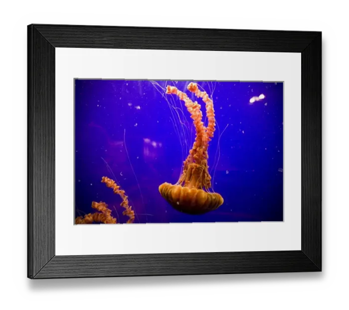 Framed Print : Sea Nettles (Chrysaora fuscescens) on display at the Monterey Bay Aquarium - Monterey
