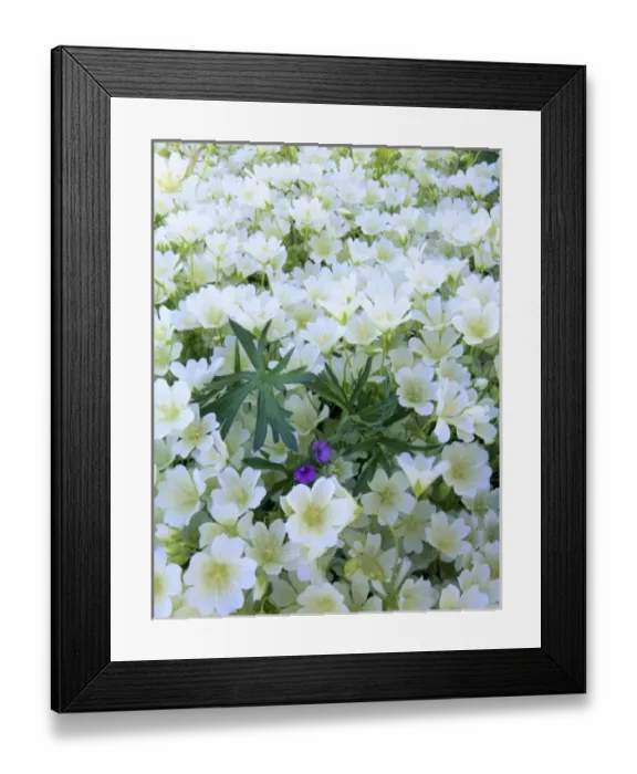 Framed Print : USA, North America, California Framed Print : USA, North America, California