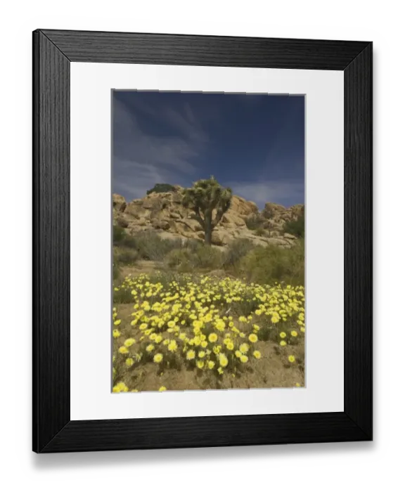 Framed Print : USA, North America, California Framed Print : USA, North America, California