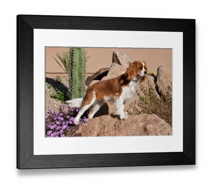 Framed Print : USA, North America, Arizona Framed Print : USA, North America, Arizona