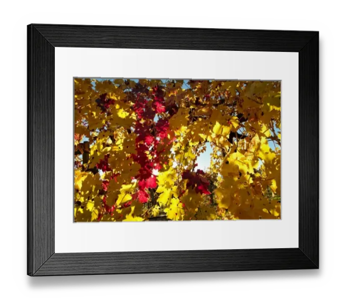 Framed Print : Bright reds and yellows of fall colored Cabernet Sauvignon vine leaves in front of