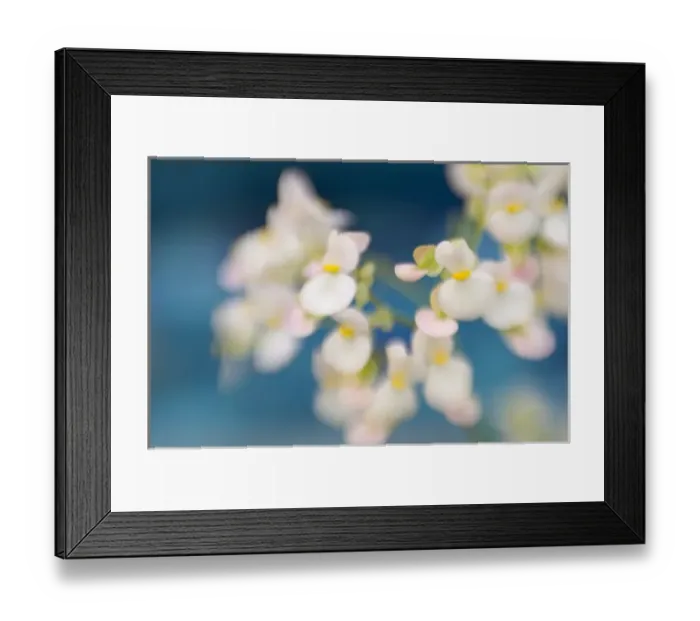 Framed Print : USA, DC, Washington, U. S. Botanic Garden, closeup of white begonias with blue background Framed Print : USA, DC, Washington, U. S. Botanic Garden, closeup of white begonias with blue background