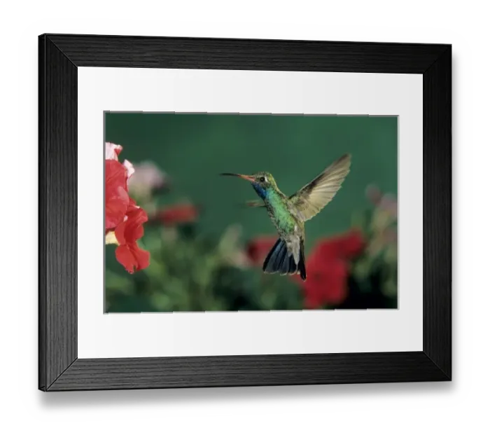 Framed Print : Broad-billed Hummingbird, Cynanthus latirostris, male feeding on Petunia, Madera Canyon