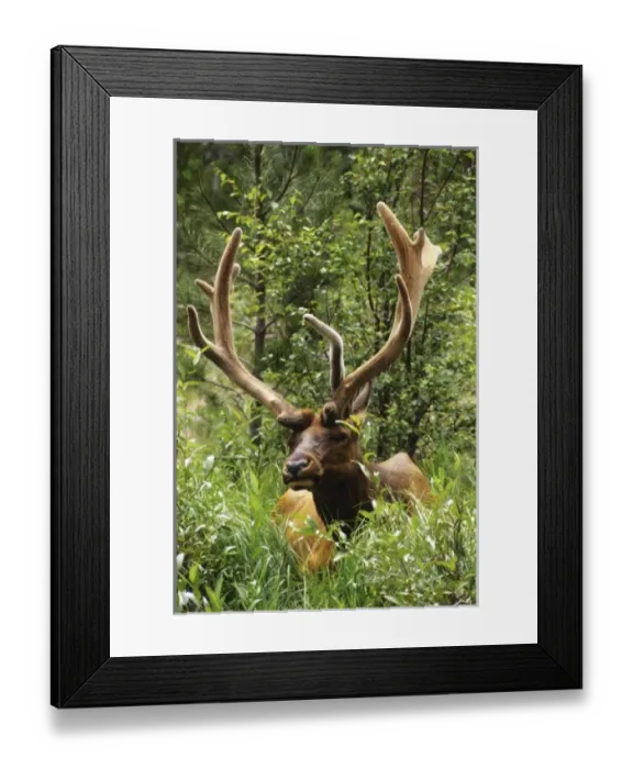 Framed Print : USA, North America, Colorado Framed Print : USA, North America, Colorado