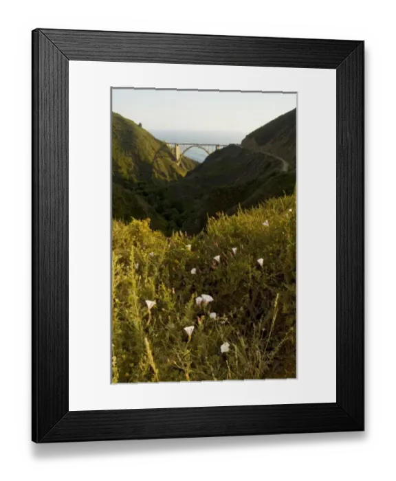 Framed Print : Orchard morning-glories, Convolvulus arvensis, and Bixby Bridge, Bixby Canyon, Big Sur