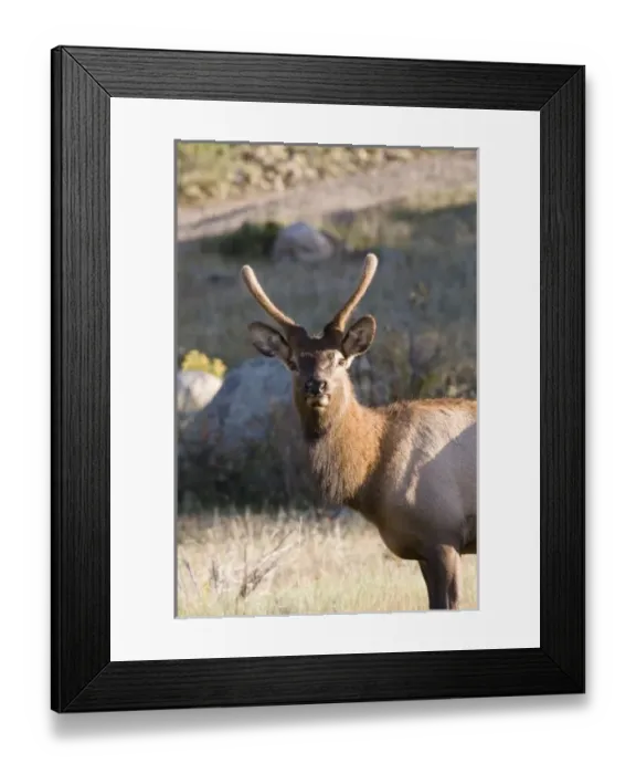 Framed Print : USA, North America, Colorado Framed Print : USA, North America, Colorado