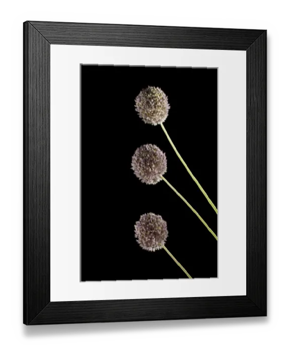 Framed Print : Elephant garlic, Allium ampeloprasum, northern California Framed Print : Elephant garlic, Allium ampeloprasum, northern California