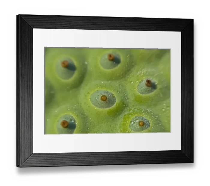 Framed Print : USA, North America, District of Columbia