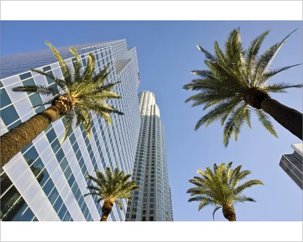USA, California, Los Angeles. Downtown palms and skyscrapers