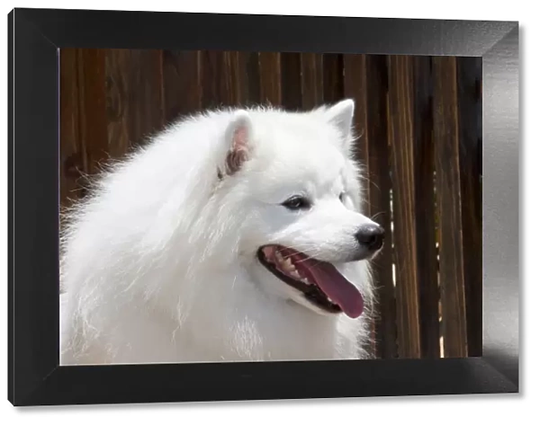 Portrait headshot of an American Eskimo dog sitting with a wooden fence backfround