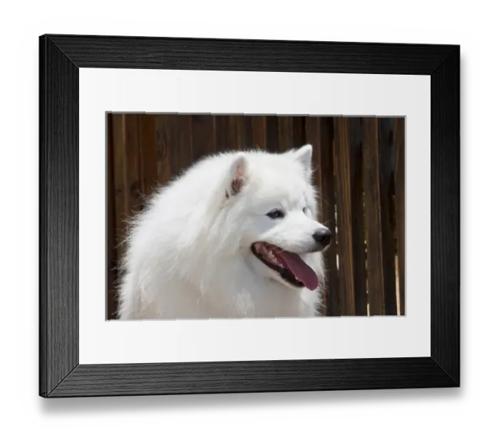 Framed Print : Portrait headshot of an American Eskimo dog sitting with a wooden fence backfround Framed Print : Portrait headshot of an American Eskimo dog sitting with a wooden fence backfround