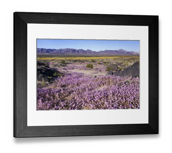 Framed Print : USA, CA, Sand Verbena & Desert Gold at Amboy Crater Framed Print : USA, CA, Sand Verbena & Desert Gold at Amboy Crater