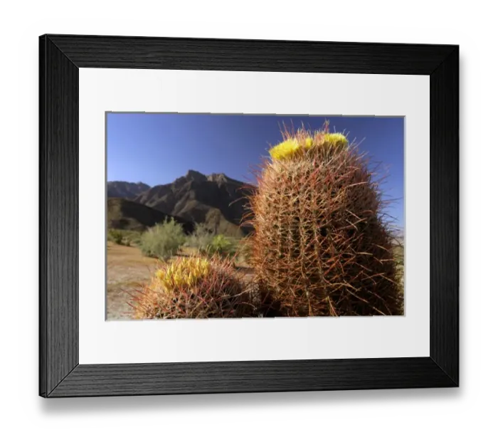 Framed Print : USA, California, San Diego County. Barrel Cactus in bloom at Anza-Borrego Desert State Park