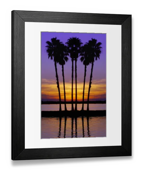 Framed Print : North America, USA, Florida, Mt. Dora, digitally altered, silhouettes of six stately Framed Print : North America, USA, Florida, Mt. Dora, digitally altered, silhouettes of six stately