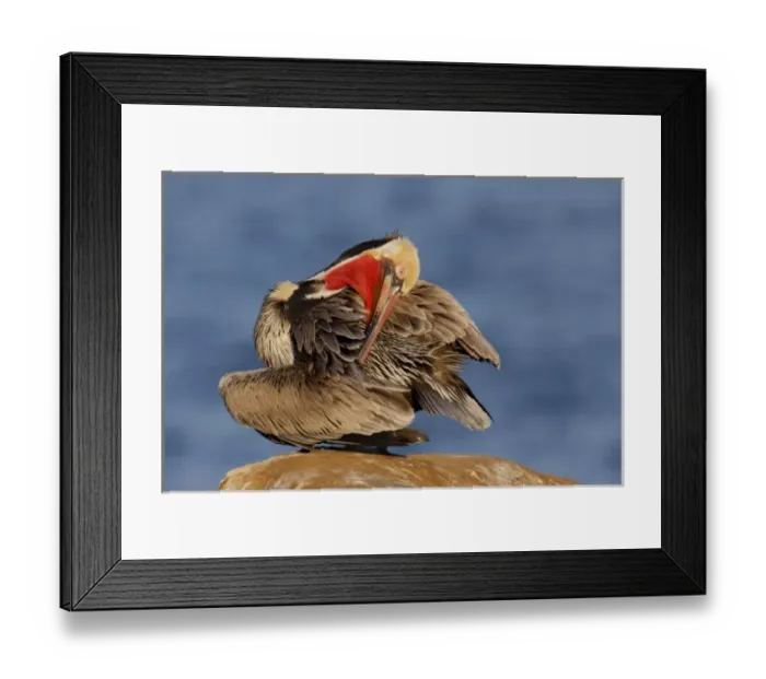 Framed Print : USA, California, La Jolla. Pelican preens its feathers while resting on boulder Framed Print : USA, California, La Jolla. Pelican preens its feathers while resting on boulder