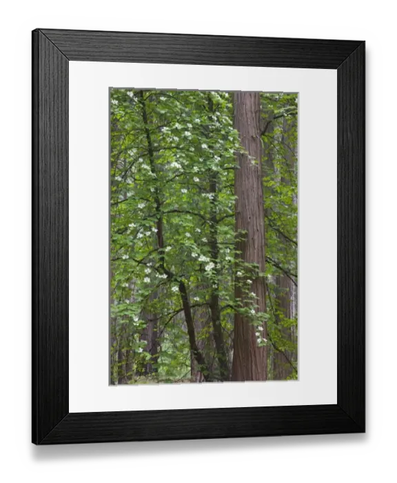 Framed Print : CA, Yosemite NP, Flowering dogwood tree Framed Print : CA, Yosemite NP, Flowering dogwood tree