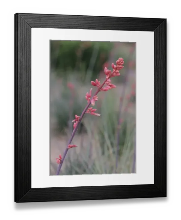 Framed Print : Flower, Tucson Botanical Gardens, Arizona Framed Print : Flower, Tucson Botanical Gardens, Arizona