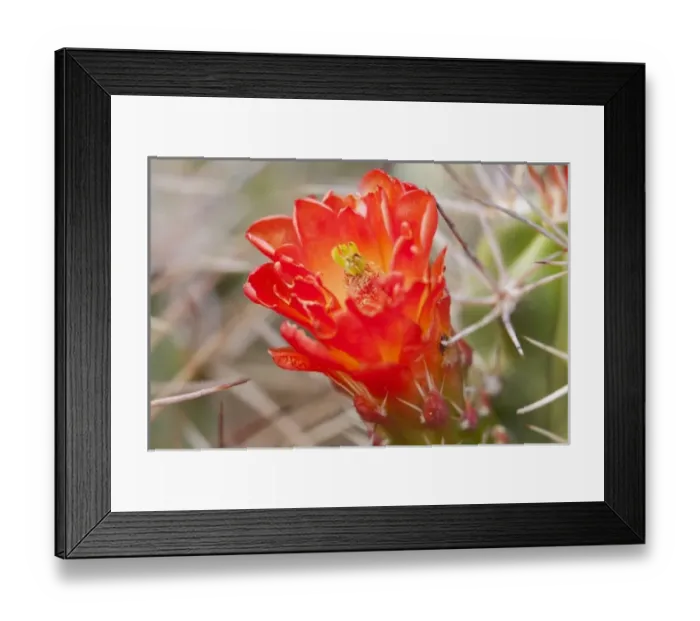 Framed Print : CA, Joshua Tree NP, flowering Claret cup cactus (also called Hedgehog or Mojave mound Framed Print : CA, Joshua Tree NP, flowering Claret cup cactus (also called Hedgehog or Mojave mound