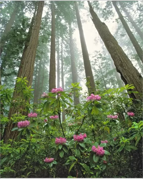 USA, California, Redwood NP. Pink rhododendron and sequoia redwoods reach for the sky in Redwood NP
