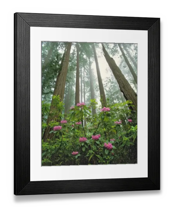 Framed Print : USA, California, Redwood NP. Pink rhododendron and sequoia redwoods reach for the sky in Redwood NP Framed Print : USA, California, Redwood NP. Pink rhododendron and sequoia redwoods reach for the sky in Redwood NP