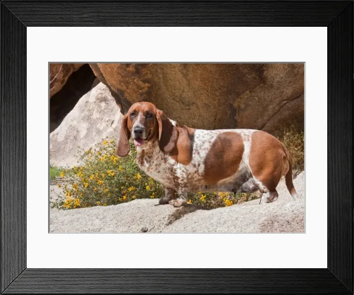 Framed Print : A Basset Hound standing on rocks with flowers behind at Joshua Tree National Park