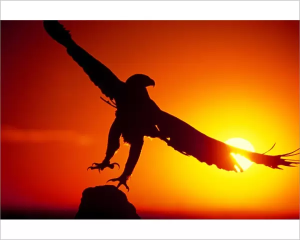 USA, Colorado. A falconers golden eagle takes flight at sunrise