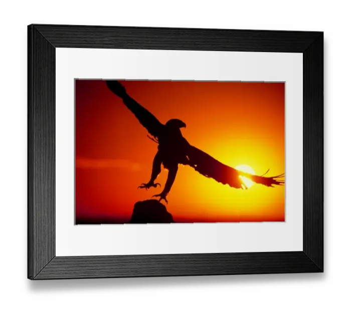 Framed Print : USA, Colorado. A falconers golden eagle takes flight at sunrise