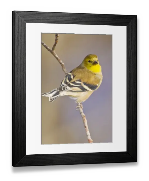 Framed Print : USA, North America, Colorado Framed Print : USA, North America, Colorado