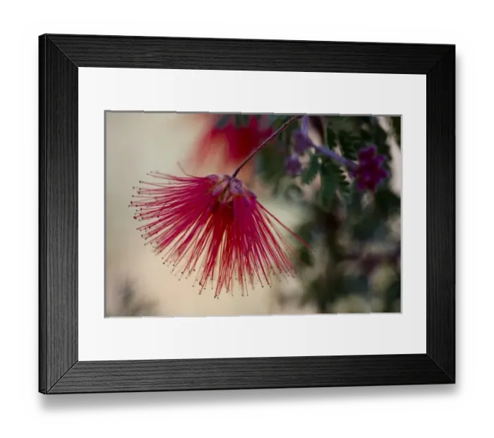 Framed Print : Fairy Duster, Calliandra eriophylla, Sonoran Desert, Desert Botanical Garden, Phoenix Framed Print : Fairy Duster, Calliandra eriophylla, Sonoran Desert, Desert Botanical Garden, Phoenix