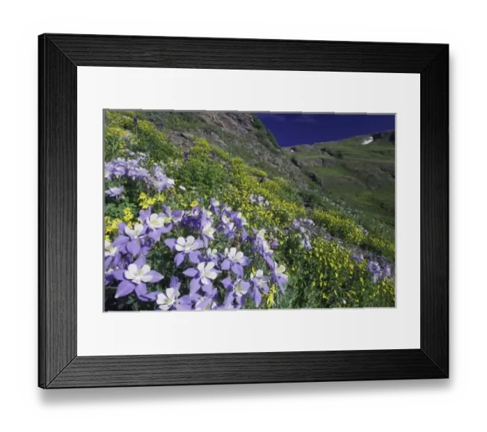 Framed Print : Wildflowers in alpine meadow, Blue Columbine, Colorado Columbine, Aquilegia coerulea Framed Print : Wildflowers in alpine meadow, Blue Columbine, Colorado Columbine, Aquilegia coerulea