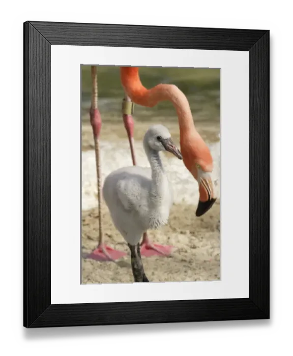 Framed Print : USA, North America, California Framed Print : USA, North America, California