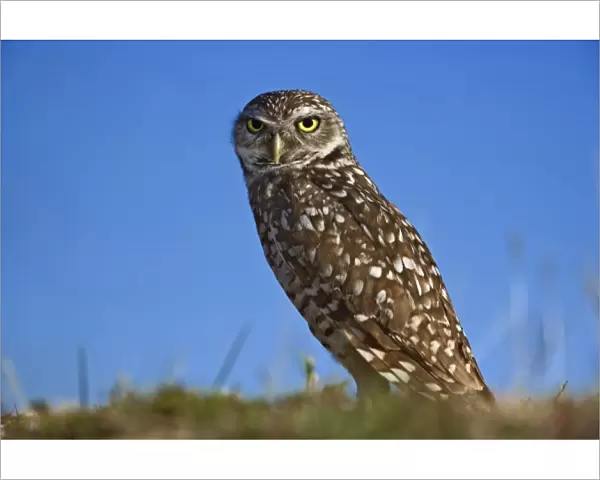 Burrowing Owl, Athene cunicularia, Cape Coral, Florida