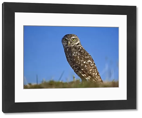 Burrowing Owl, Athene cunicularia, Cape Coral, Florida