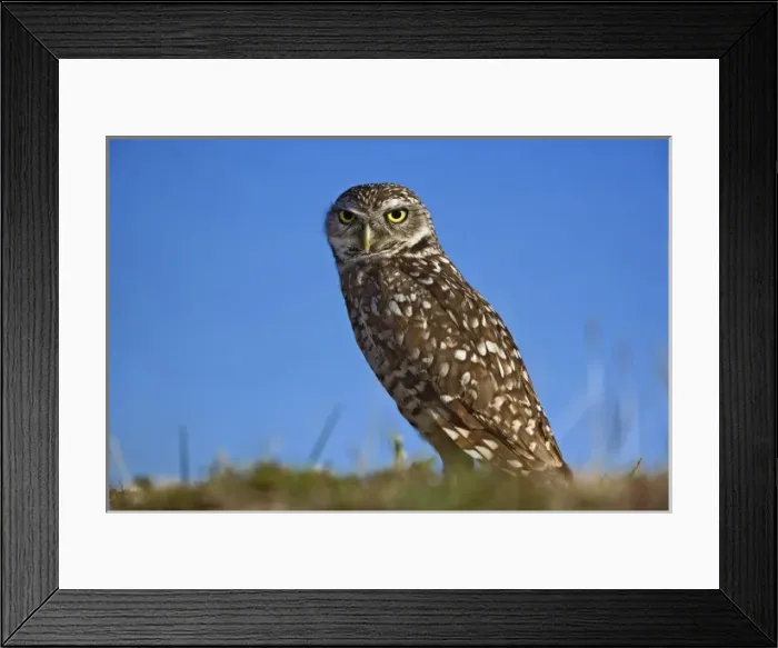 Framed Print : Burrowing Owl, Athene cunicularia, Cape Coral, Florida