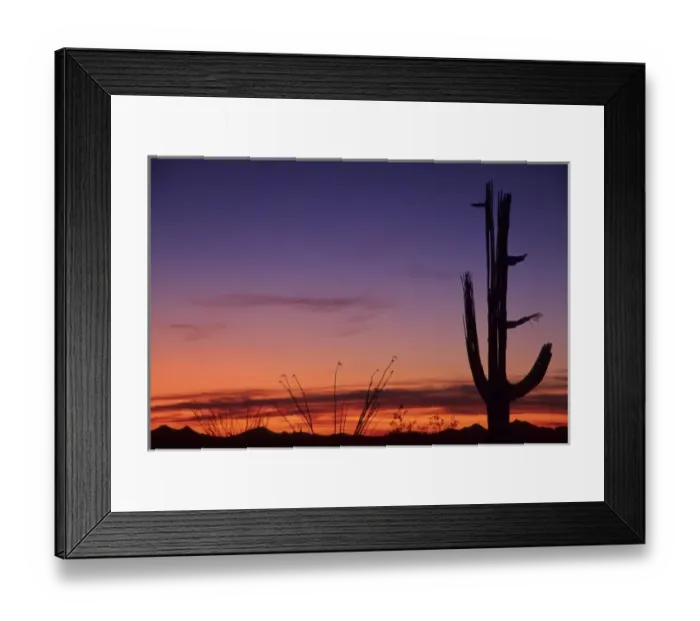 Framed Print : Giant saguaro cactus (Cereus giganteus), Saguaro National Park, Tucson, Arizona Framed Print : Giant saguaro cactus (Cereus giganteus), Saguaro National Park, Tucson, Arizona