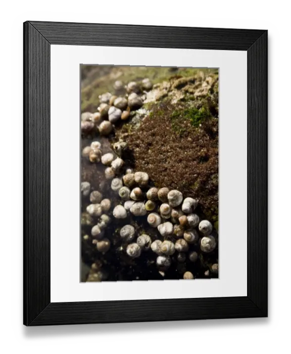 Framed Print : USA, CA, San Diego. Small snales cover a rock in a tidepool. Point Loma, near Cabrillo Framed Print : USA, CA, San Diego. Small snales cover a rock in a tidepool. Point Loma, near Cabrillo