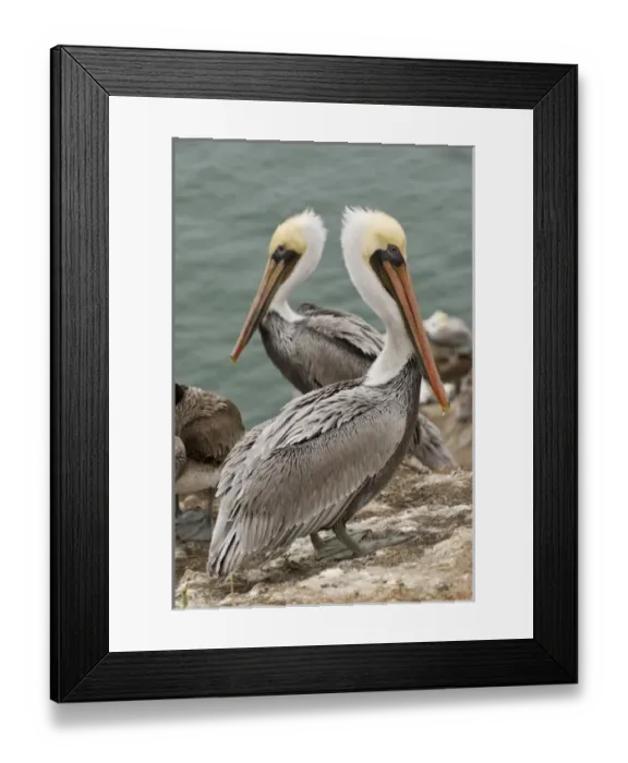 Framed Print : USA, CA, Pismo Beach. Brown Pelicans (Pelicanus occidentalis) on Pelican Point Framed Print : USA, CA, Pismo Beach. Brown Pelicans (Pelicanus occidentalis) on Pelican Point
