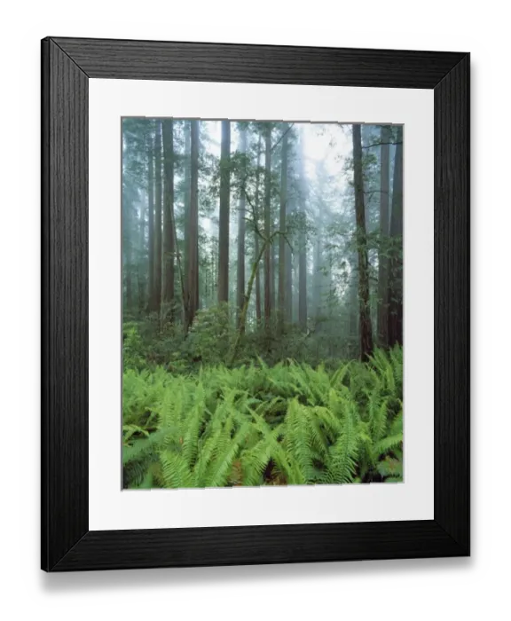 Framed Print : USA, California, Redwood NP. Ferns and rhododendron plants fill the forest floor