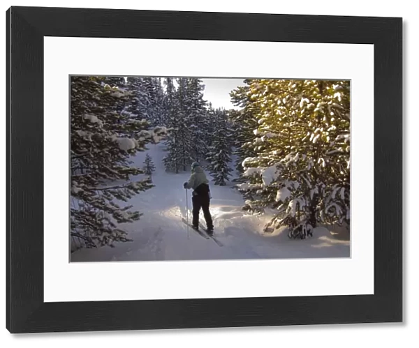 USA, Colorado, Cameron Pass. A female cross country skier glides through the trees. (MR)