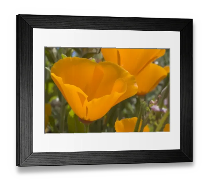 Framed Print : California poppies, Eschscholzia californica californica, San Simeon State Park Framed Print : California poppies, Eschscholzia californica californica, San Simeon State Park