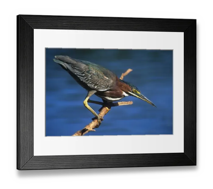Framed Print : Little Green Heron, Everglades National Park, Florida, USA